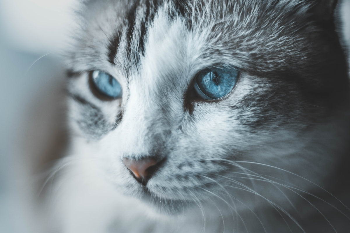 Close-up tabby kitten with blue eyes in a cozy setting illustrating iso5x wind fawn features for travel comfort