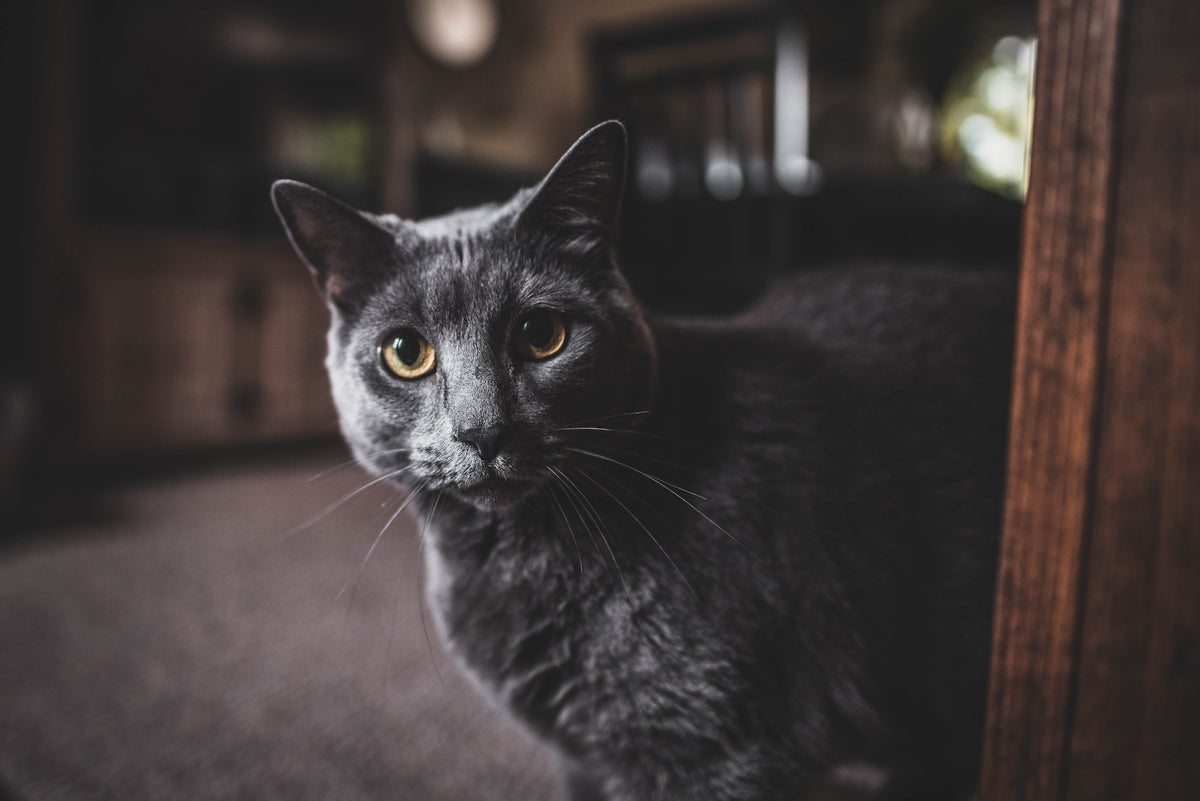 grey cat