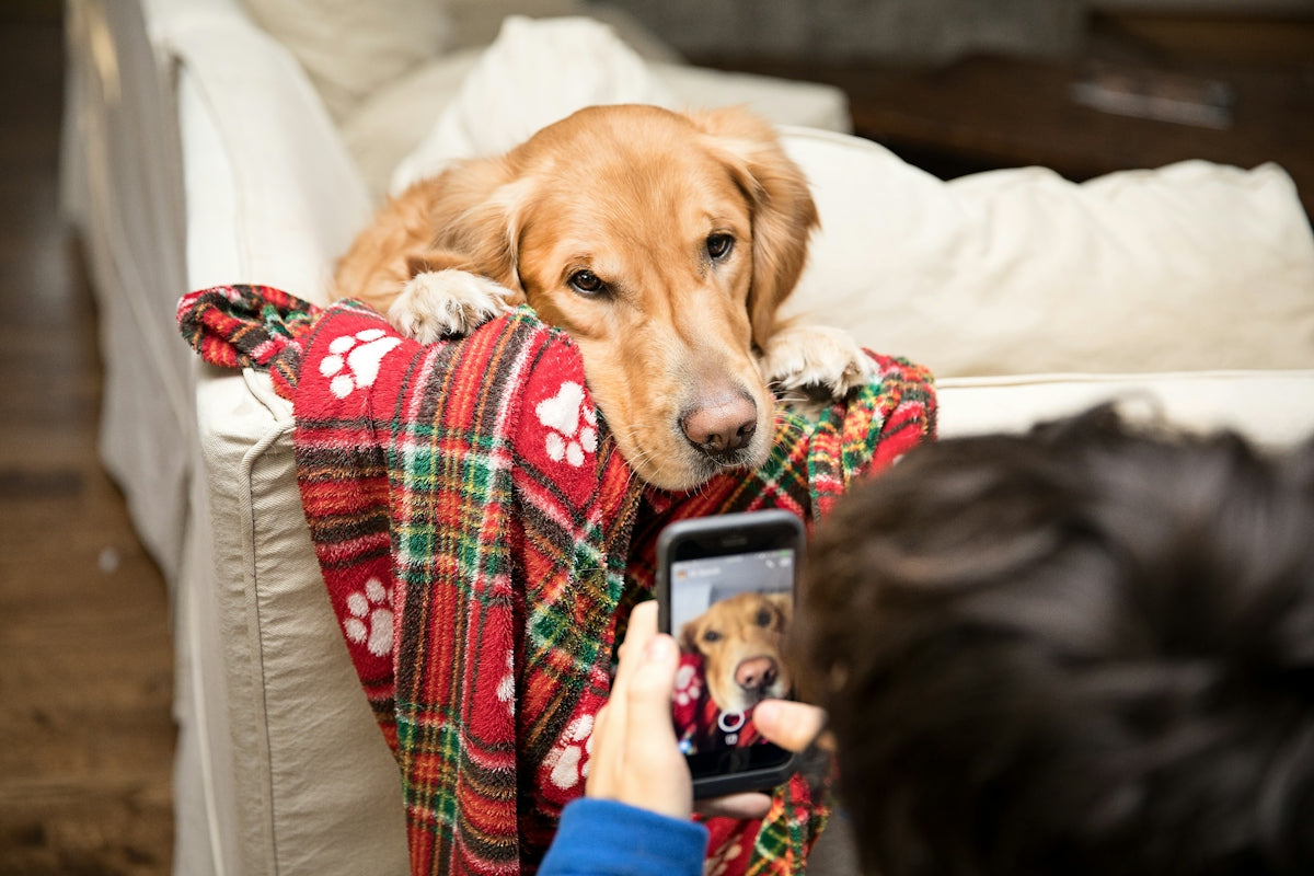 brown short coated dog lying on red and white textile