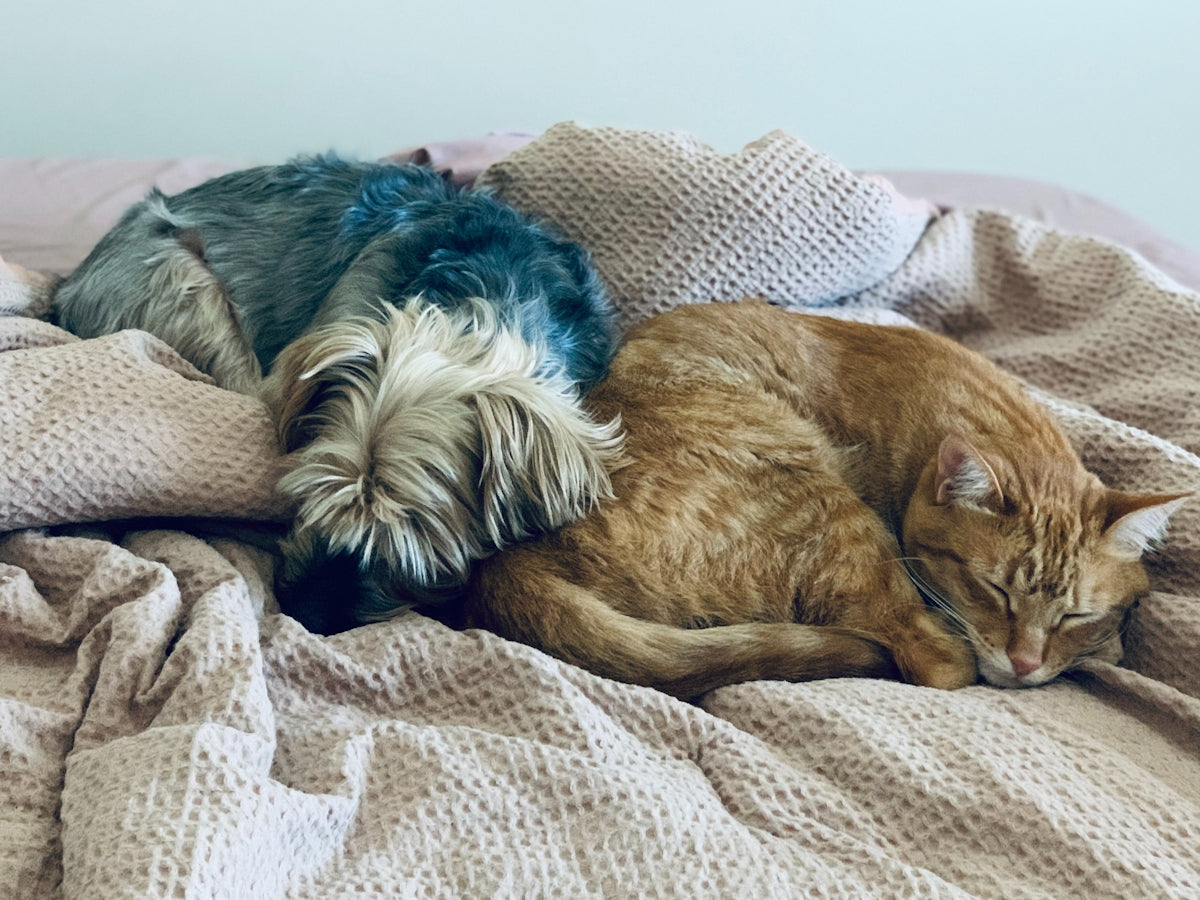 two dogs and a cat sleeping on a bed