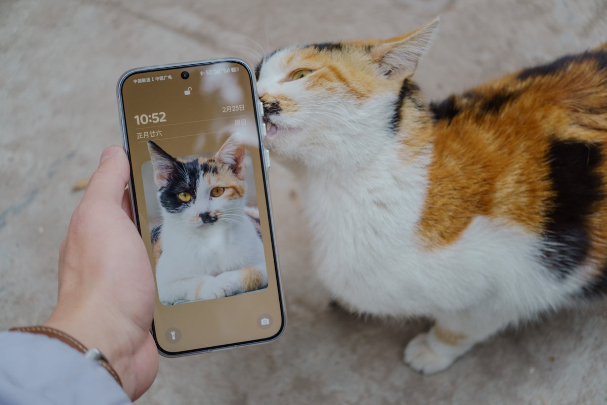 Cat kisses its picture on a phone screen.