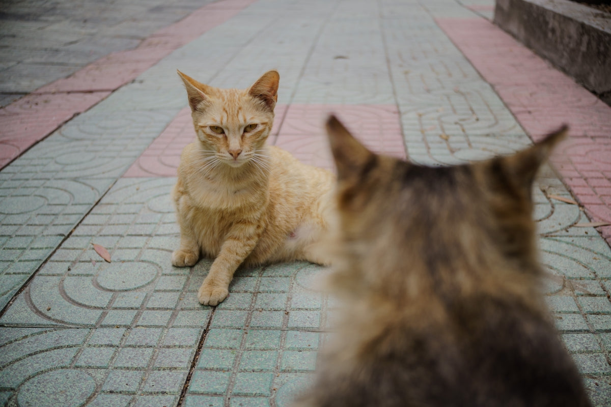 Two cats face each other on the sidewalk.