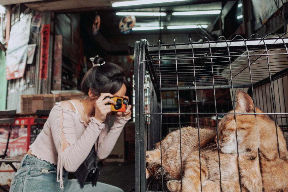 Woman takes a picture of cats in a cage.