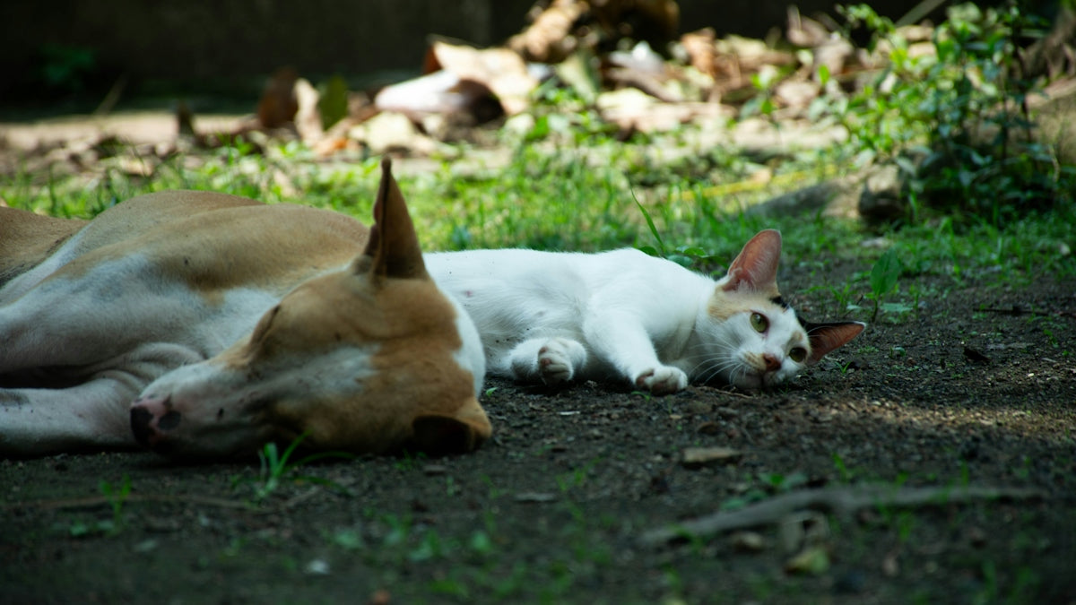 A dog and cat nap together peacefully.