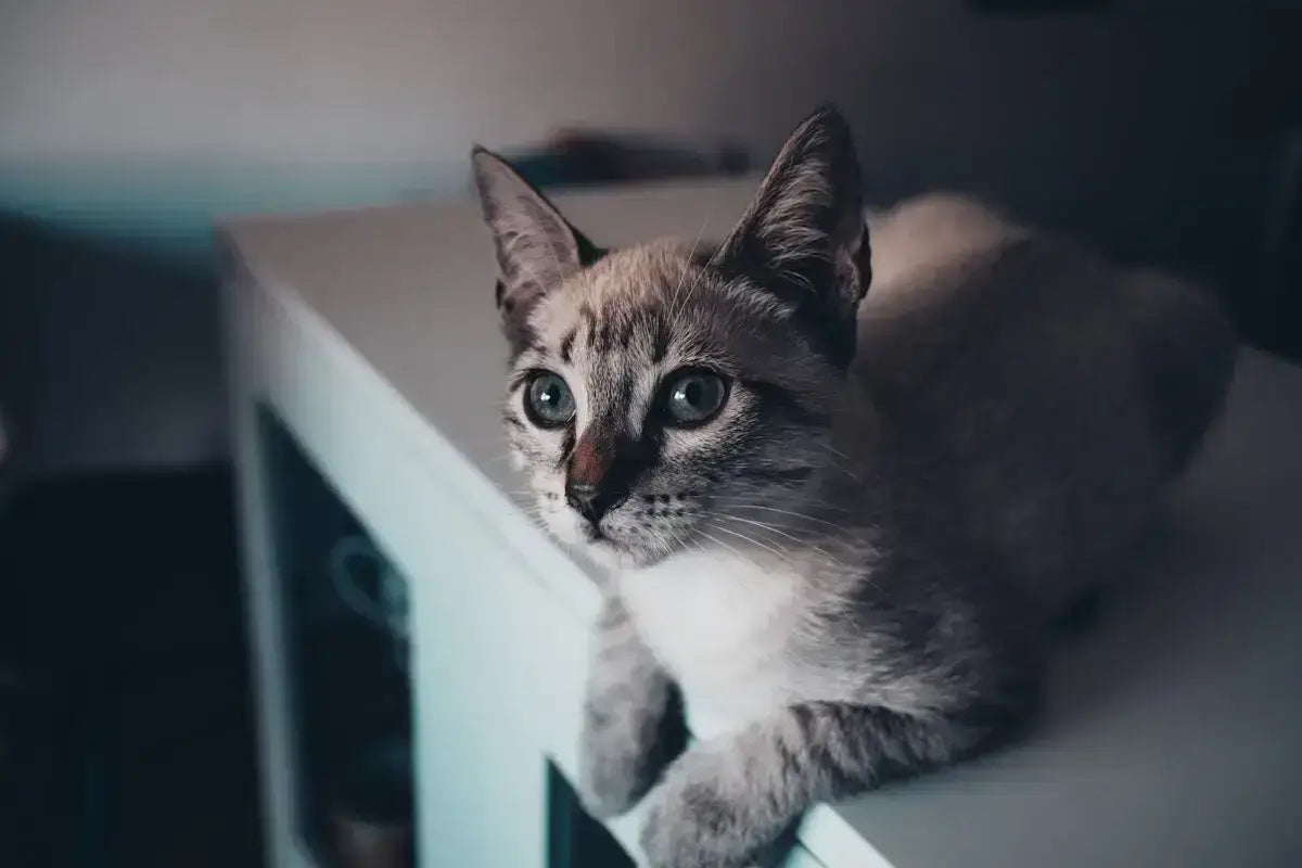 Puszysty szaro-biały kot tabby z zielonymi oczami na jasnej powierzchni w kontekście hoteli przyjaznych zwierzętom