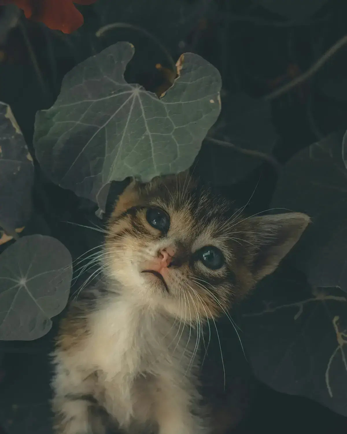 Fluffy tabby kitten with blue eyes on large green leaves illustrating przyjazne zwierzętom podroż samochodowa