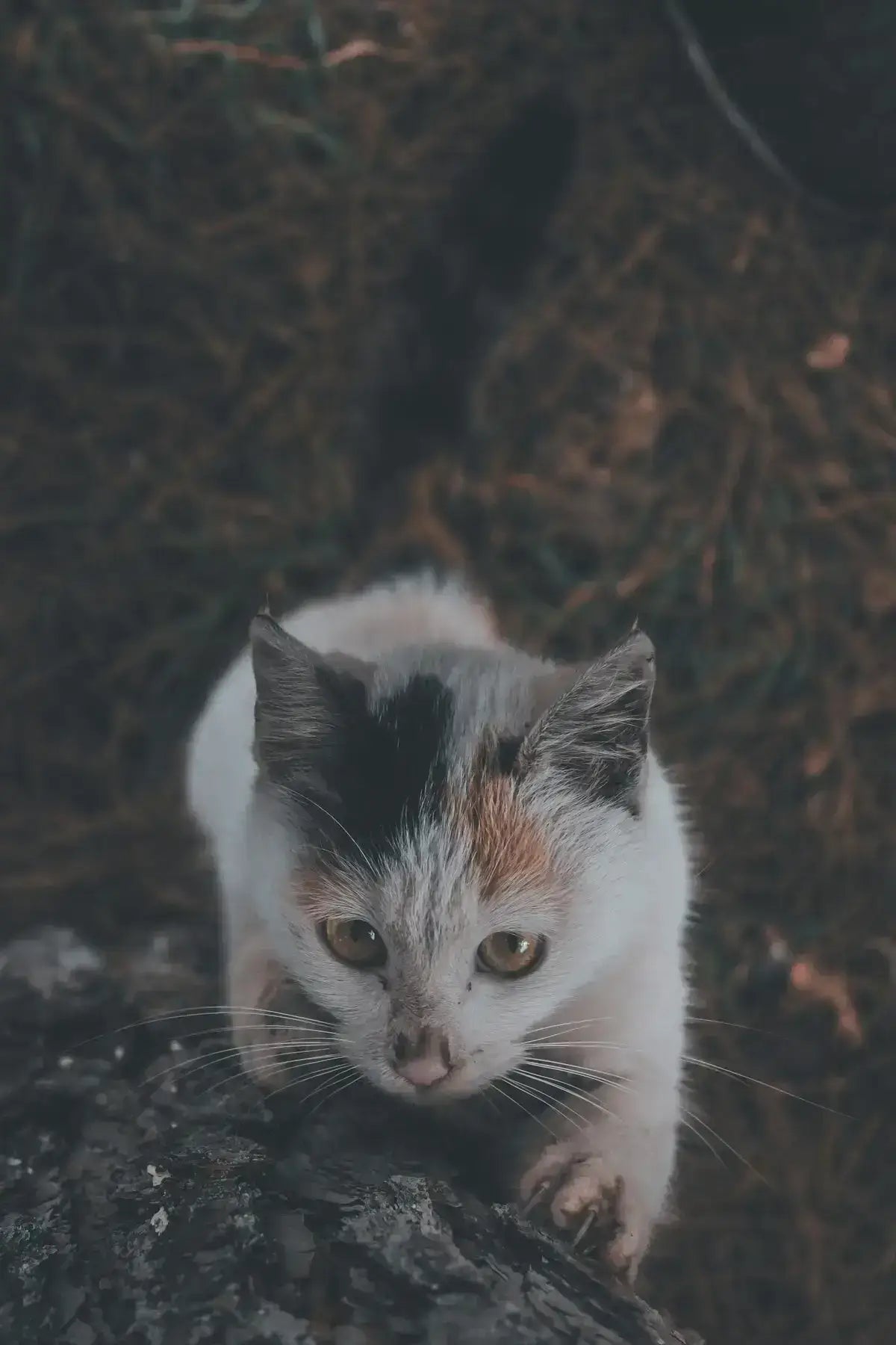 Fluffy kotka kaliko o zielonych oczach siedzi na trudnym terenie temat warunki przewozu w liniach lotniczych