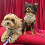 Two small dogs wearing metallic gold silk puchowy bezrękawnik dla psa teddy szampański with pink and blue leashes