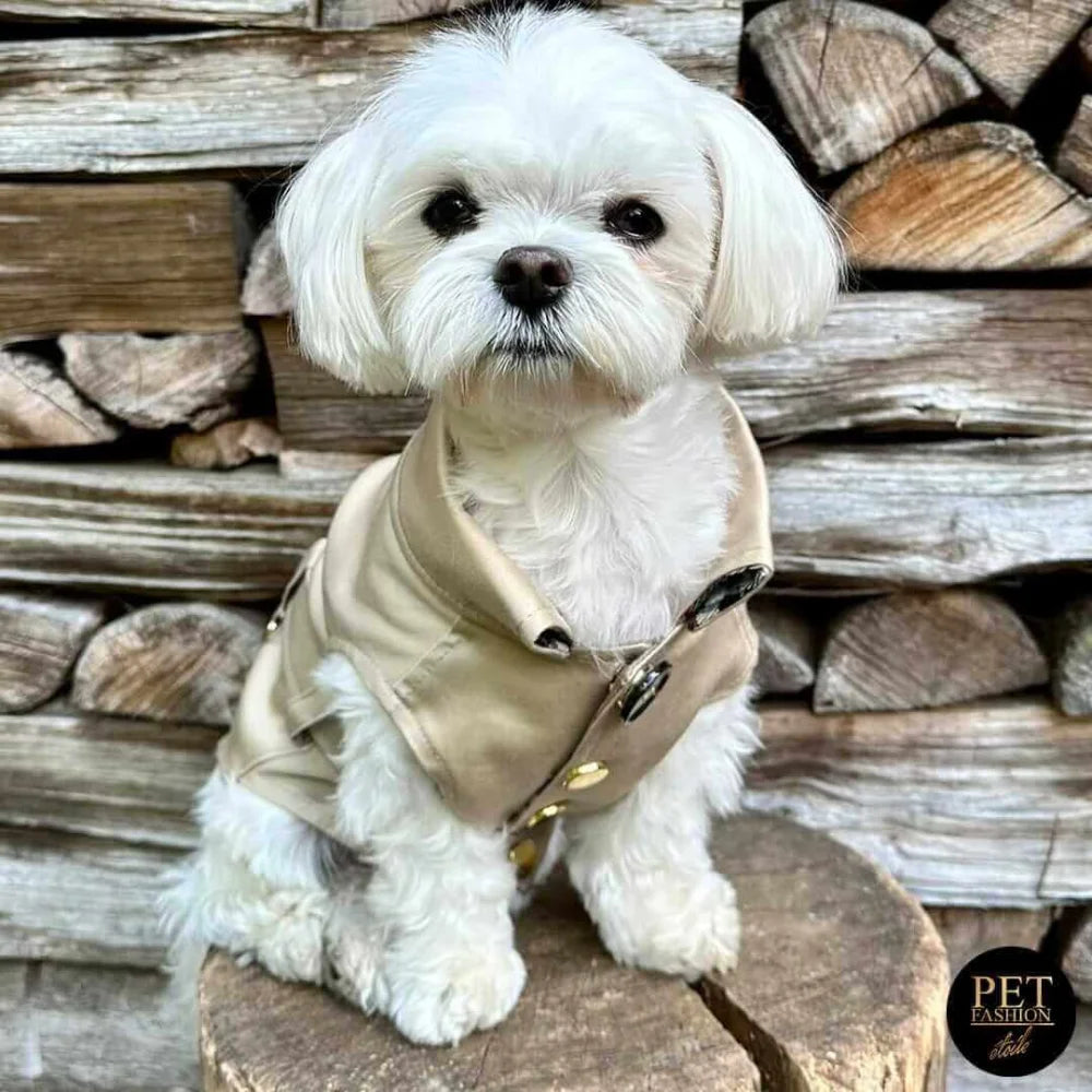 Small white dog wearing beige oxford classic trencz dla psa with wool lining and black leather accents