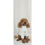A fluffy brown poodle wearing a white turtleneck from zestaw 2w1 dla psa with focus on obwód klatki piersiowej