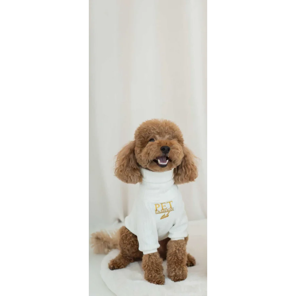 A fluffy brown poodle wearing a white turtleneck from zestaw 2w1 dla psa with focus on obwód klatki piersiowej