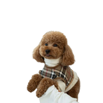A fluffy brown poodle wearing zestaw 2w1 dla psa szelki plus sweterek kratka plaid vest over a white turtleneck highlighting obwód klatki piersiowej