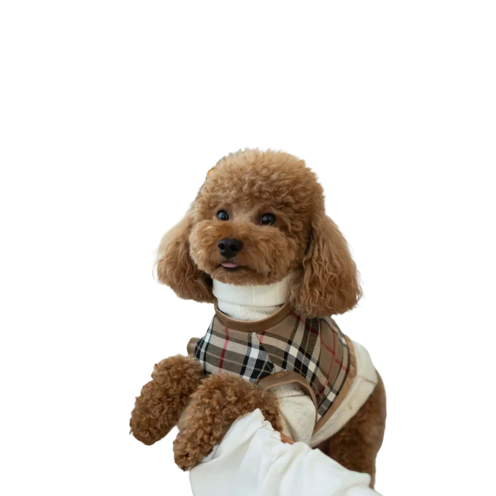 A fluffy brown poodle wearing zestaw 2w1 dla psa szelki plus sweterek kratka plaid vest over a white turtleneck highlighting obwód klatki piersiowej