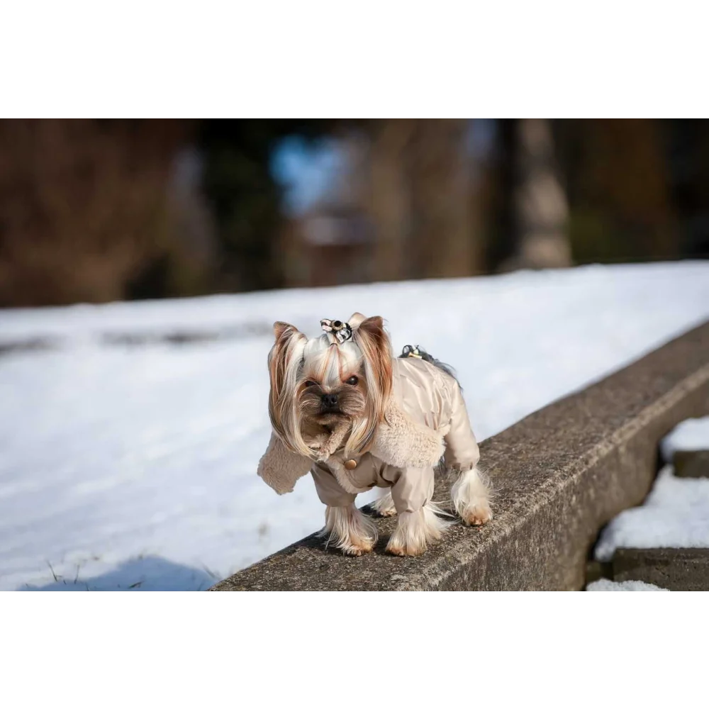 A small fluffy yorkshire terrier wearing a beige fleece-lined kombinezon dla psa with detachable hood and silver hardware