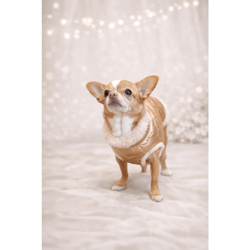 A tan and white chihuahua wearing a quilted gold kurtka dla psa with faux fur trim for cold weather use