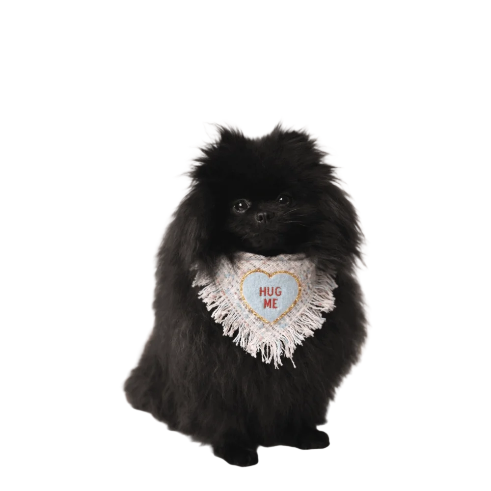 A fluffy black pomeranian wearing a cream pluszowe serduszko chusta hug luxury dog accessory