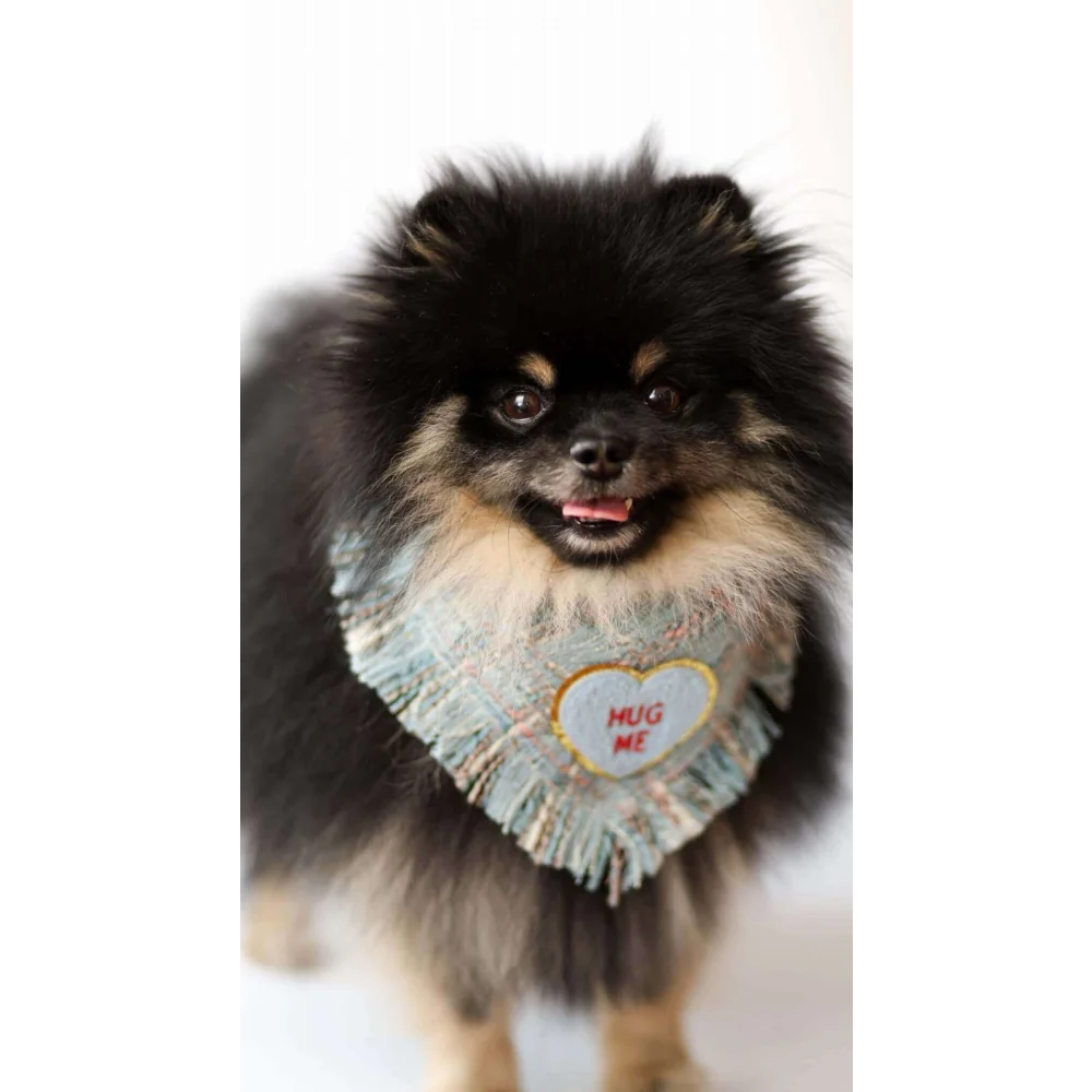 A fluffy black and tan pomeranian wearing a light blue true love coco bandana with fringes and a heart patch hug me