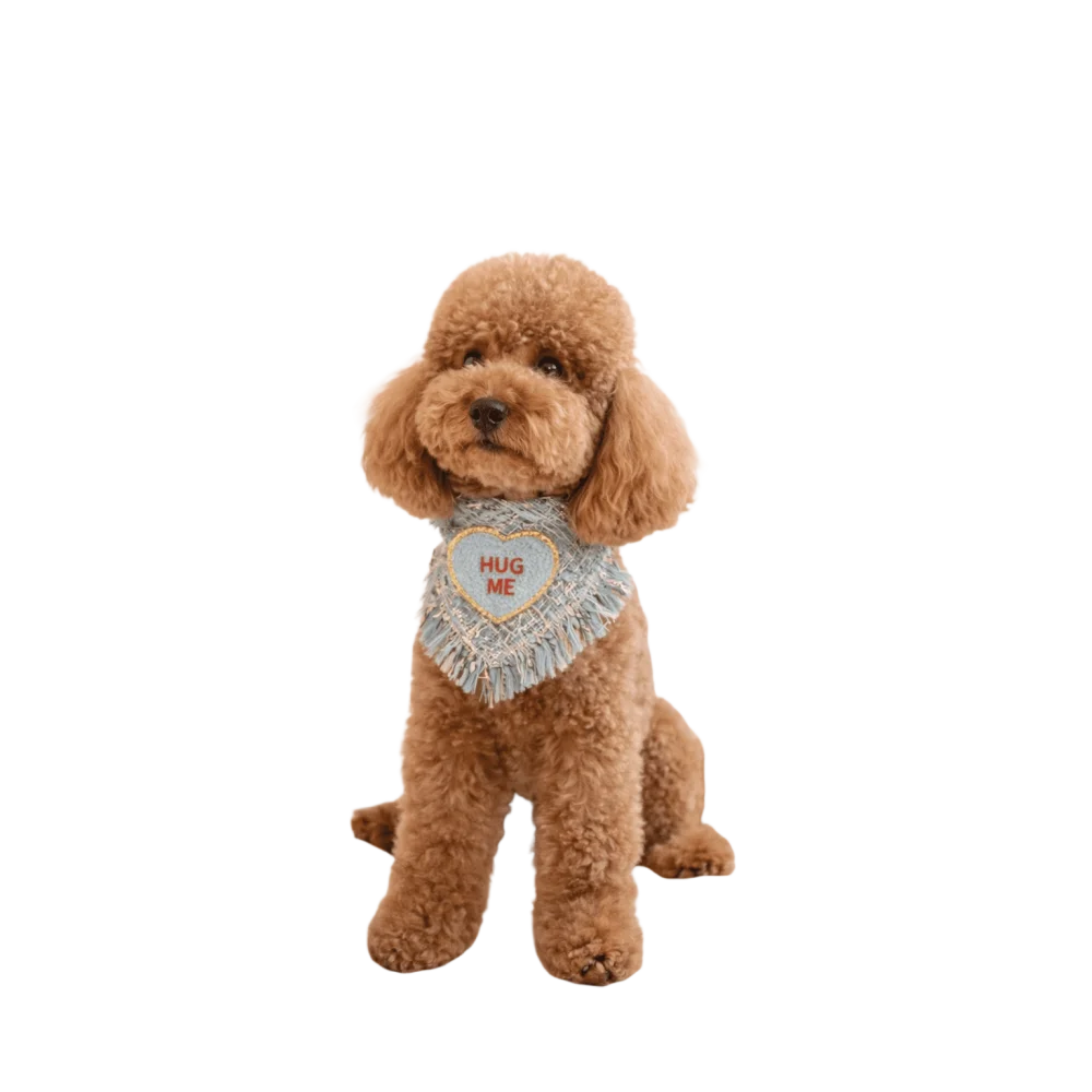 A light blue fringed true love coco bandana with a red love coco heart patch worn by a fluffy brown poodle
