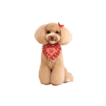 A fluffy tan poodle wearing a red fringed chusta true love coco collar with true love embroidered in white