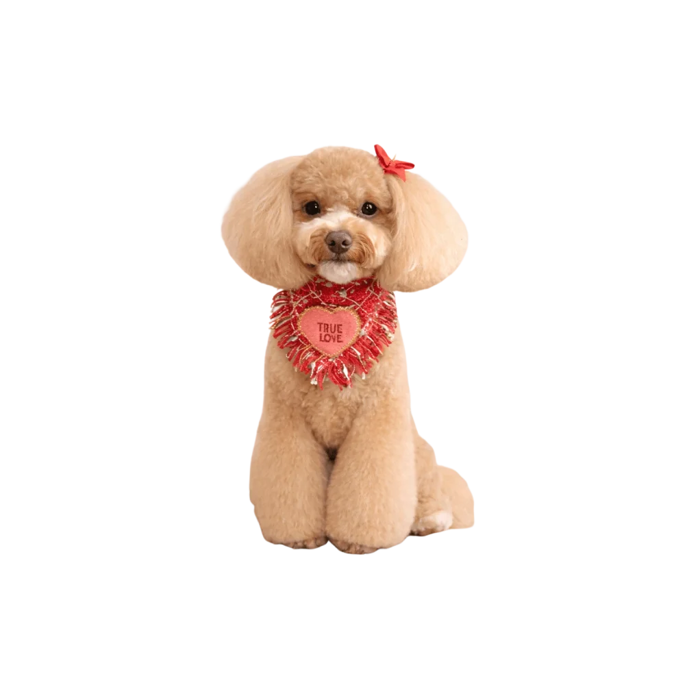 A fluffy tan poodle wearing a red fringed chusta true love coco collar with true love embroidered in white