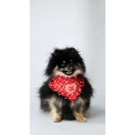 A fluffy black and tan pomeranian wearing a red chusta true love coco textured heart bandana with true love embroidery