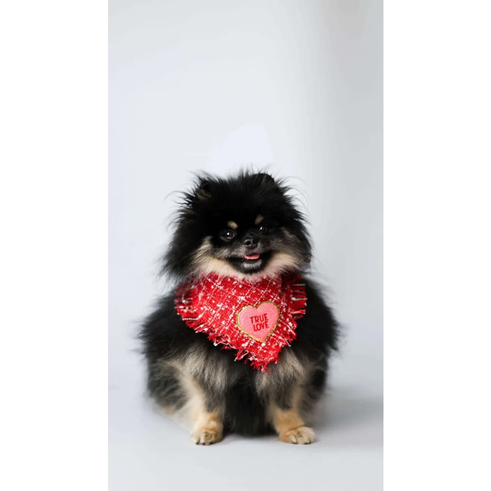 A fluffy black and tan pomeranian wearing a red chusta true love coco textured heart bandana with true love embroidery