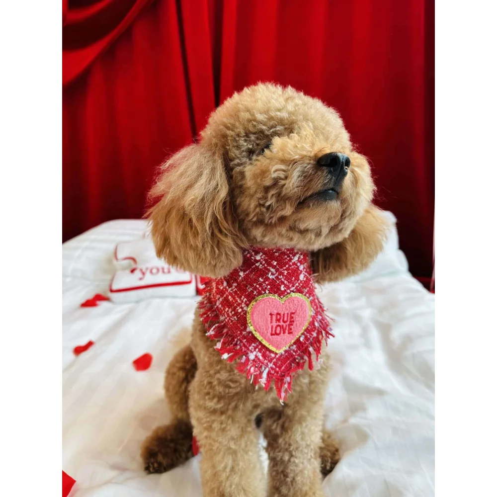 A fluffy tan poodle wearing a red chusta true love coco plaid bandana with frayed edges and a pink true love heart patch