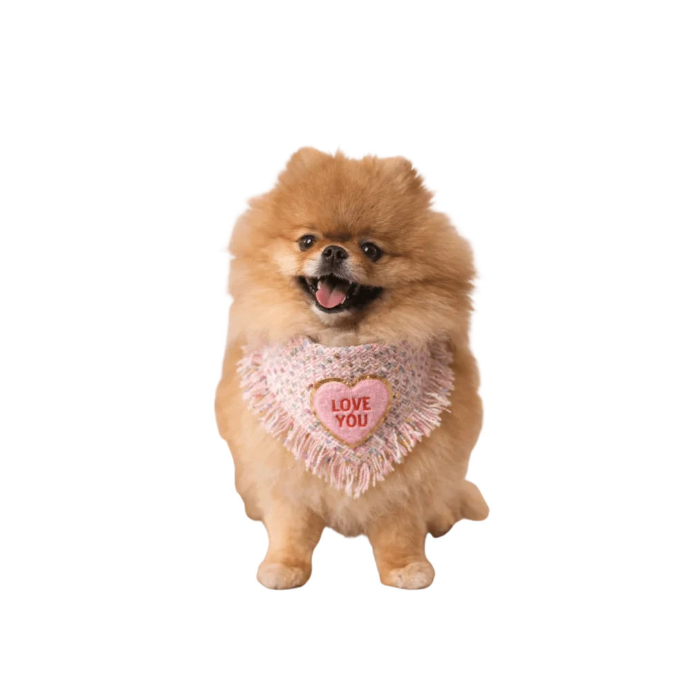 A fluffy tan pomeranian wearing a pink fringed heart-shaped chusta true love coco bandana with love you embroidery