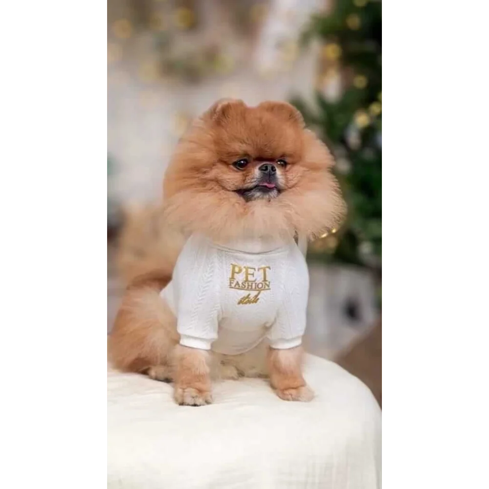 A fluffy pomeranian in a pink zestaw 2w1 dla psa with a white knit sweater of naturalnej wełny and gold lettering