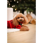 A fluffy tan poodle wearing a red zestaw 2w1 dla psa sweterek with black white trim showing obwód klatki and szyi