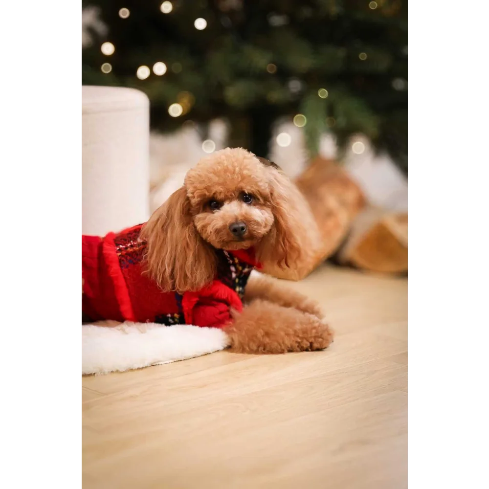 A fluffy tan poodle wearing a red zestaw 2w1 dla psa sweterek with black white trim showing obwód klatki and szyi