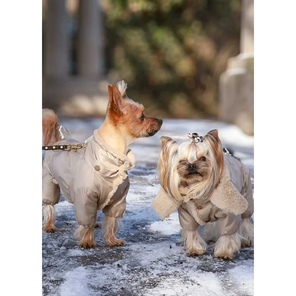 Two small dogs wearing beige kombinezon dla psa with detachable hood made of high-tech microfiber with fur trim