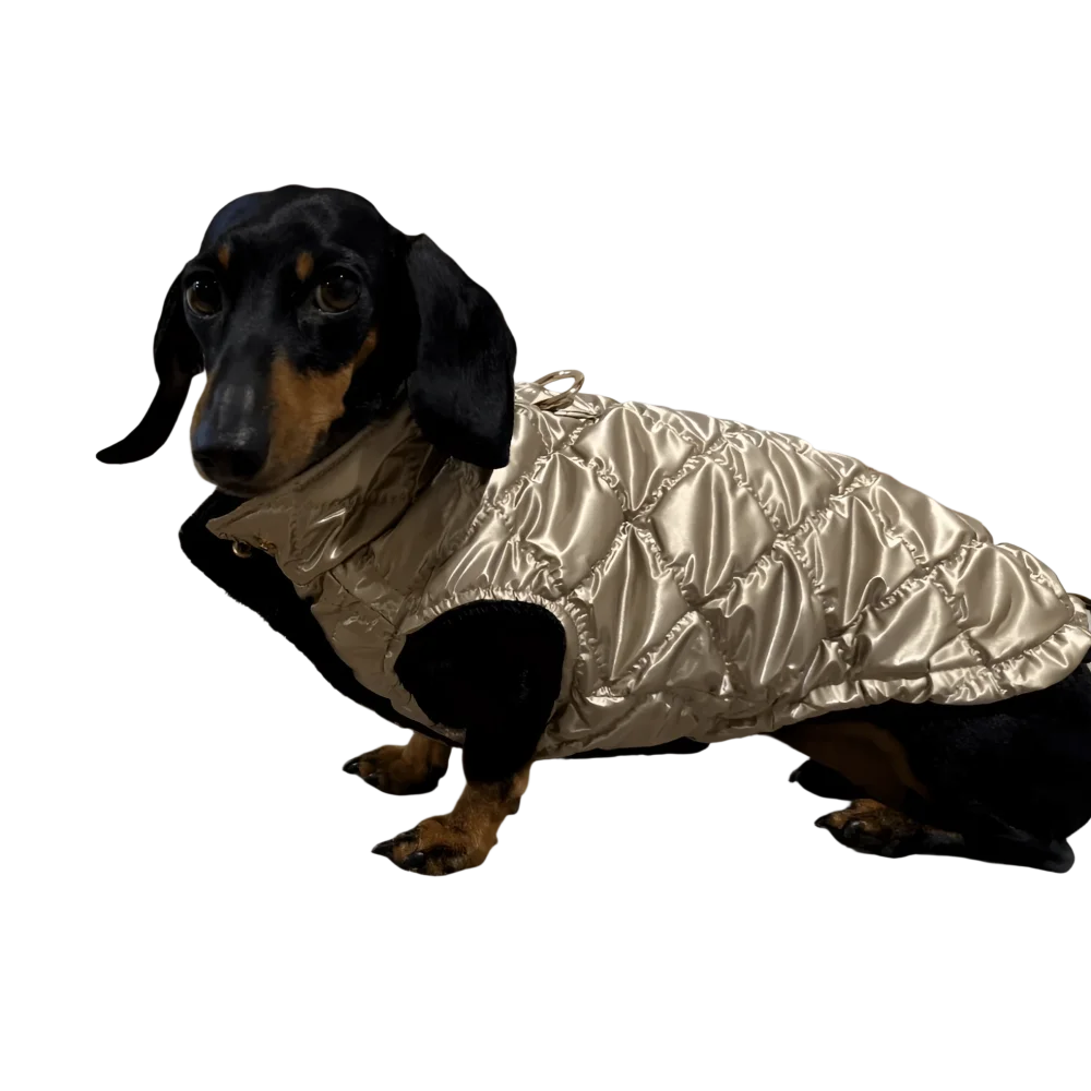 A shiny gold quilted puchowy bezrękawnik dla psa with black collar and inner lining measuring obwód szyi