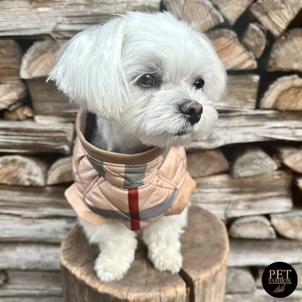 A tan quilted kurtka przeciwdeszczowa pikowana with fur for dogs in red and gray burberry check pattern