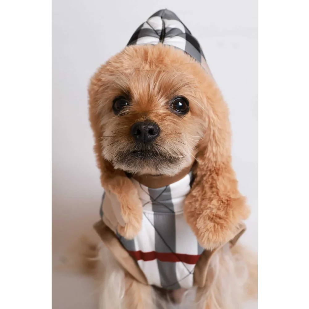 A fluffy tan dog wearing a black and white checkered kurtka przeciwdeszczowa pikowana with red trim and hood