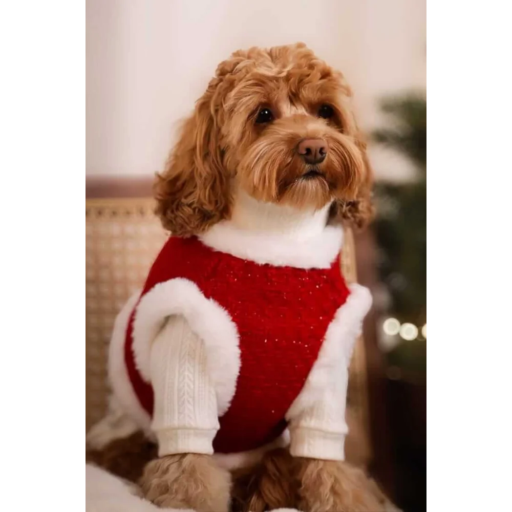 A fluffy brown dog wearing szelki tweedowe z futerkiem and a festive red sweterek z naturalnej wełny