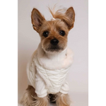 A fluffy tan yorkshire terrier wearing a cream szelki bezuciskowe with okucia pokryte 24k złotem and a white knitted sweater