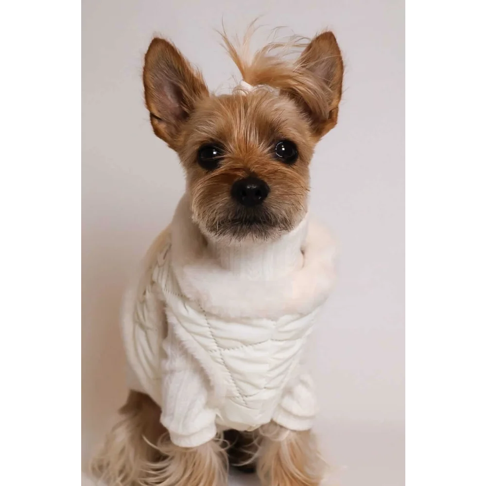 A fluffy tan yorkshire terrier wearing a cream szelki bezuciskowe with okucia pokryte 24k złotem and a white knitted sweater
