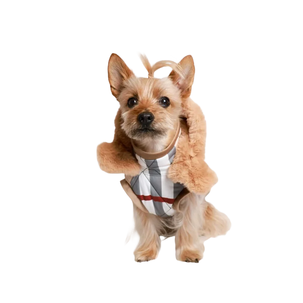 A fluffy tan yorkshire terrier wearing a beige przeciwdeszczowa pikowana coat with fur trim and argyle vest kratka