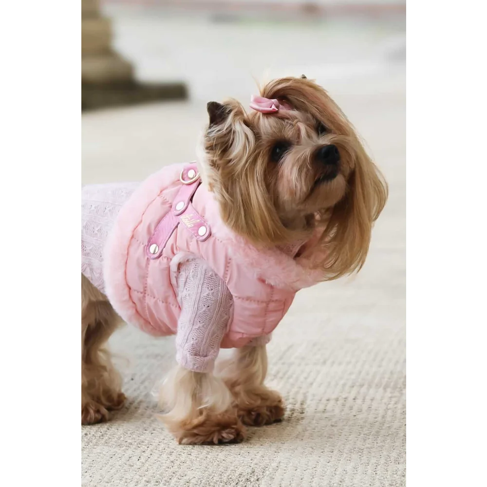 A fluffy yorkshire terrier wearing różowe szelki bezuciskowe dla psa with miękka futrzana podszewka and gold accents