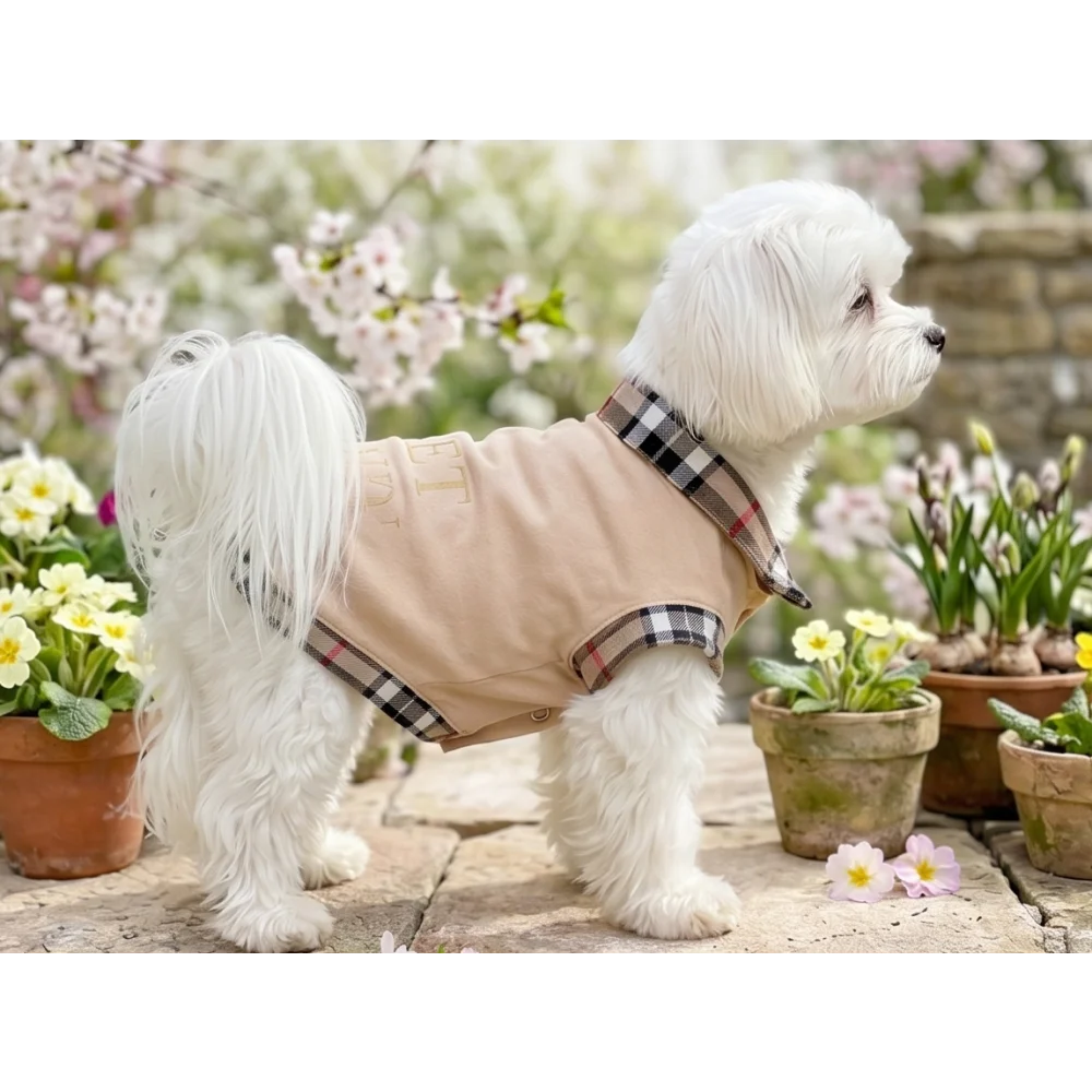 Biały maltese w beżowej kamizelce polo classic z bawełny i wełny inspirowany modą premium widok od tyłu