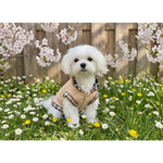 Biały maltese w beżowo czarnej kratowanej kamizelce polo classic inspirowany modą premium z bawełny i wełny