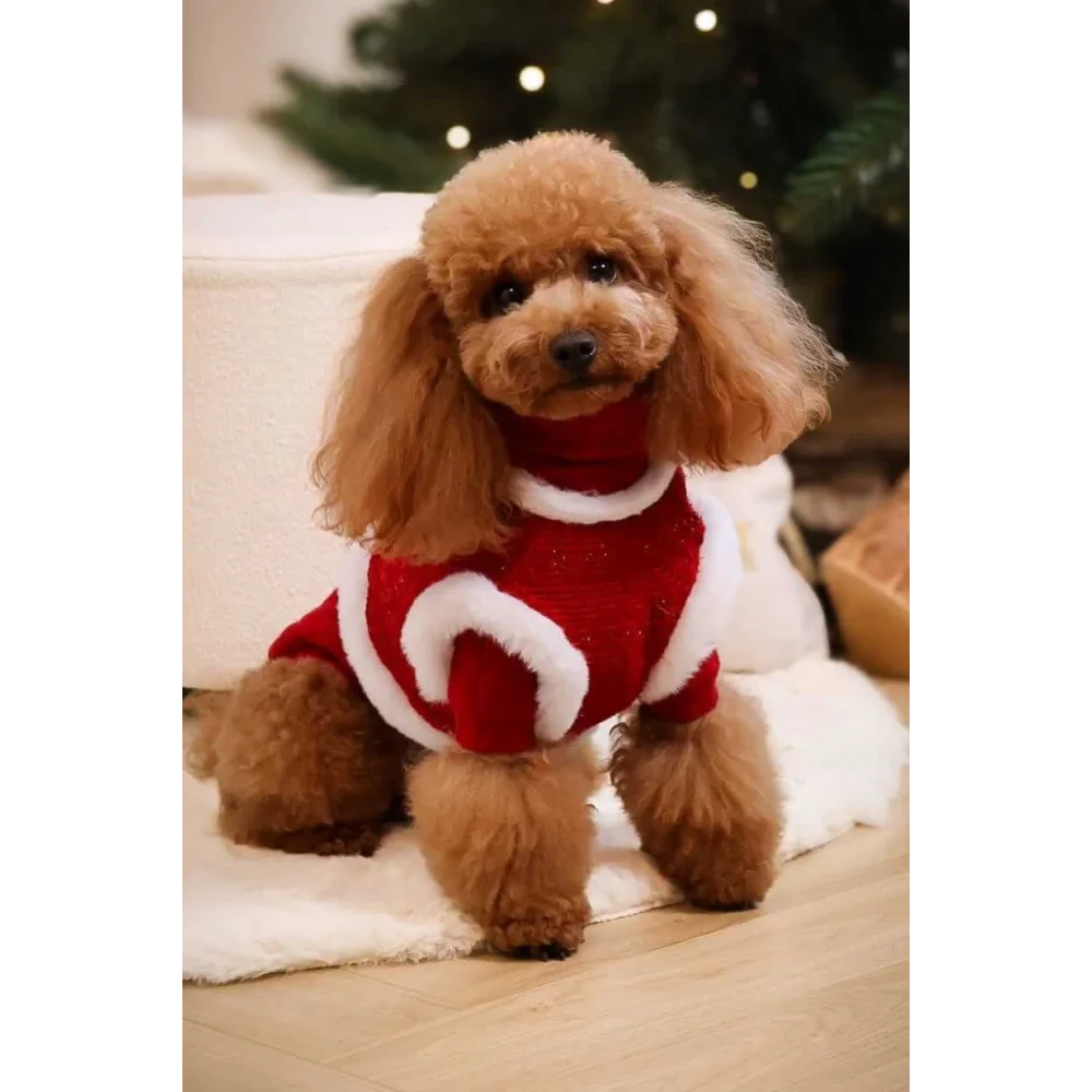 A fluffy brown poodle wearing a red and white glittery sweterek z naturalnej wełny and tweedowe z futerkiem szelki