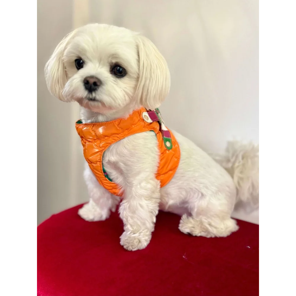 Silky paw premium szelki dla psa bright orange quilted dog harness with green and purple accents
