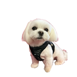 A small white dog wearing a shiny black silky paw premium szelki dla psa with adjustable obwód szyi