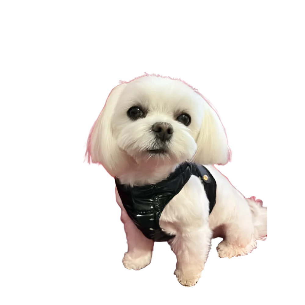 A small white dog wearing a shiny black silky paw premium szelki dla psa with adjustable obwód szyi