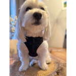 Black textured silky paw premium szelki dla psa with subtle sheen suitable for obwód szyi adjustment