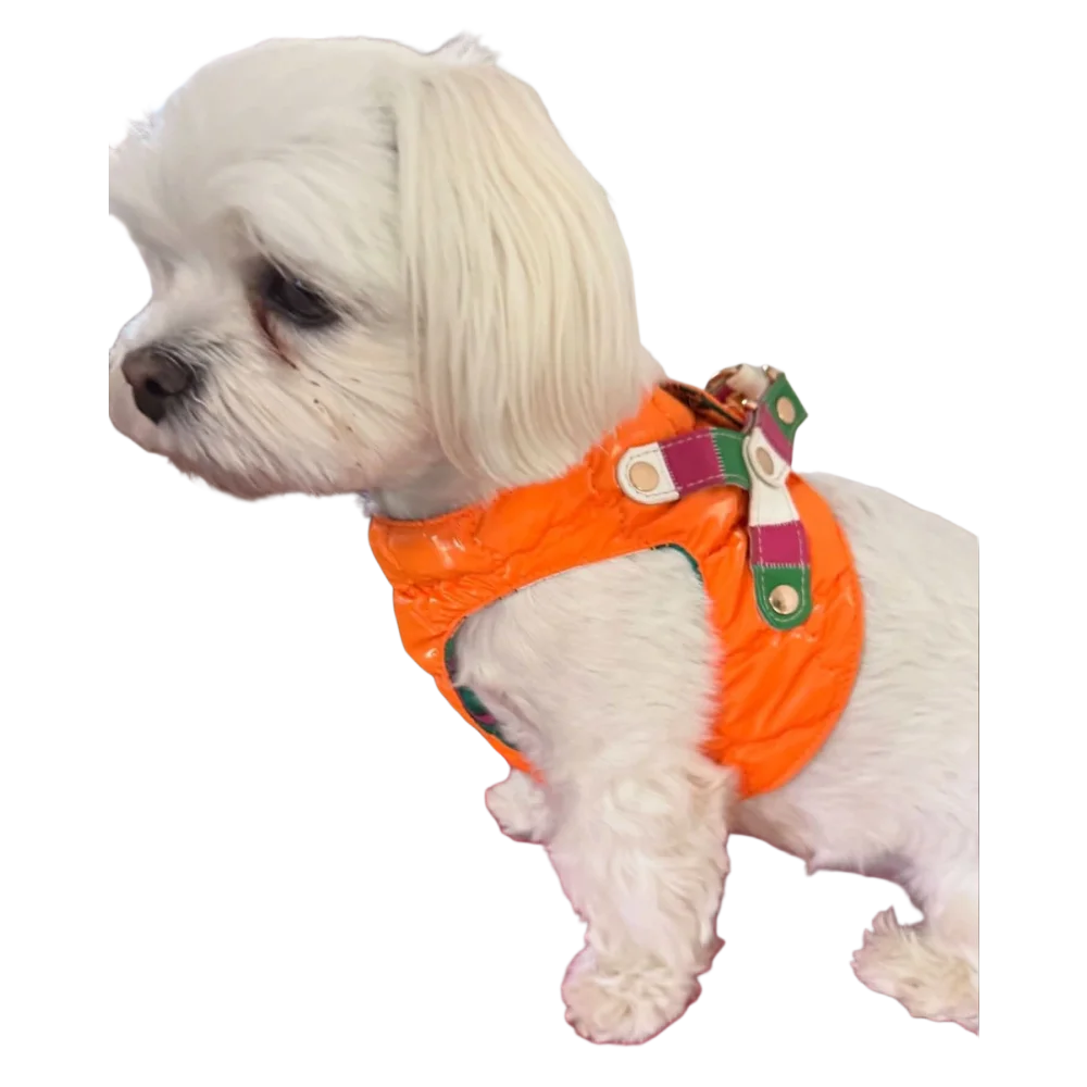 Silky paw premium pomarańcz szelki dla psa quilted with purple and green striped accents