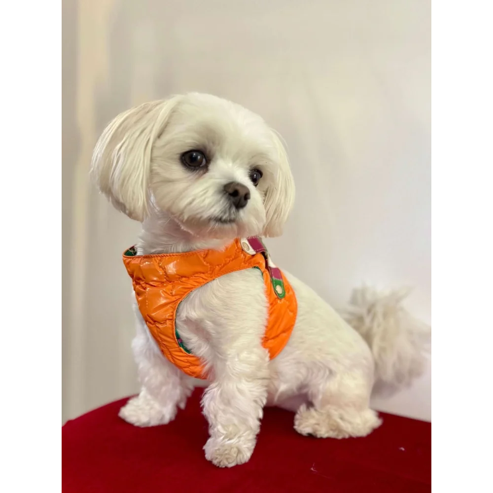 Silky paw premium szelki dla psa in bright orange quilted material with green and pink accents worn by small white dog