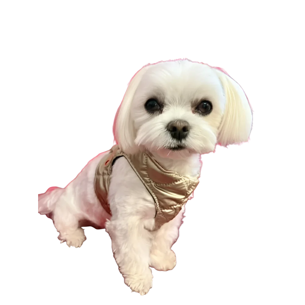 A small white dog wearing silky paw premium szelki dla psa in a shiny gold quilted vest szelki dla psa